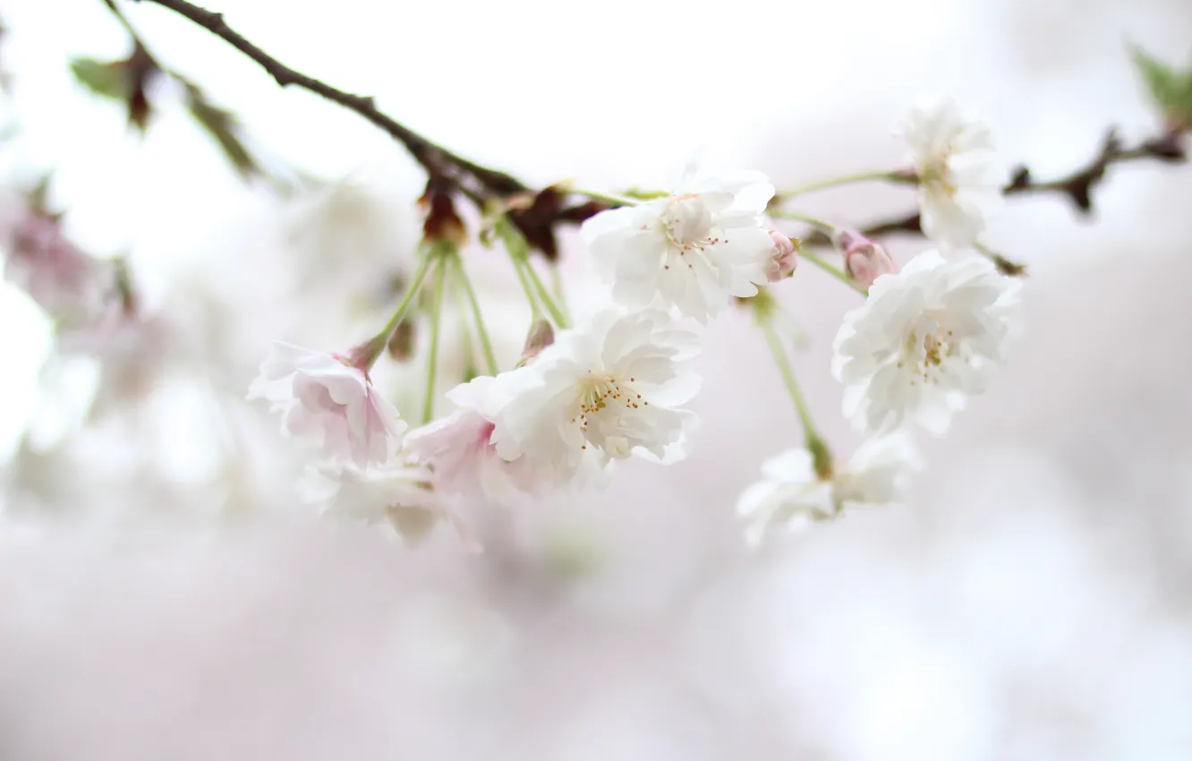 Photo wallpaper flowers, nature, sprig, color, spring, blur, Sakura, white