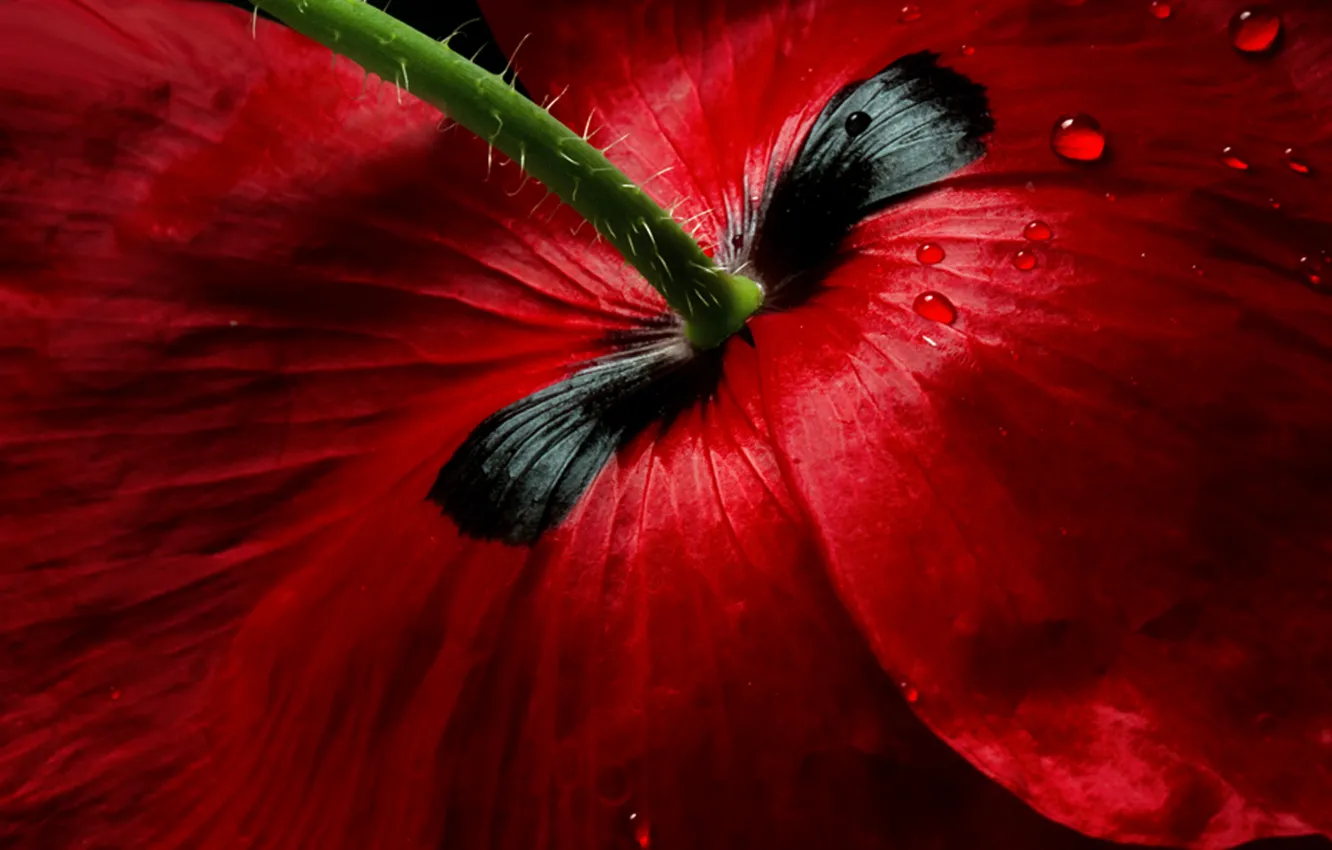 Photo wallpaper flower, drops, macro, red, Mac, petals, stem