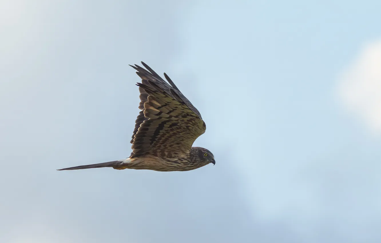 Photo wallpaper bird, Denis Pronin, meadow harrier