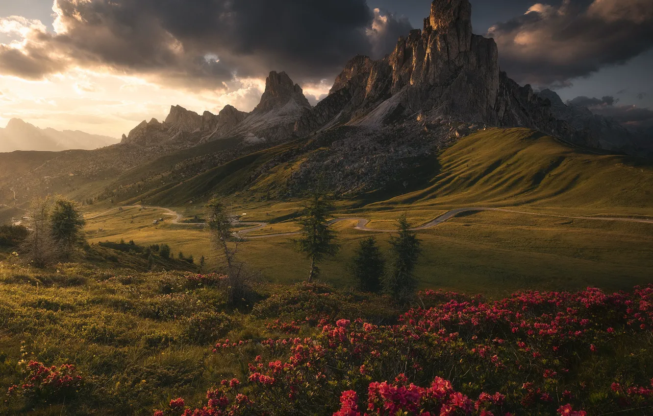 Photo wallpaper flowers, mountains, Alps, The Dolomites