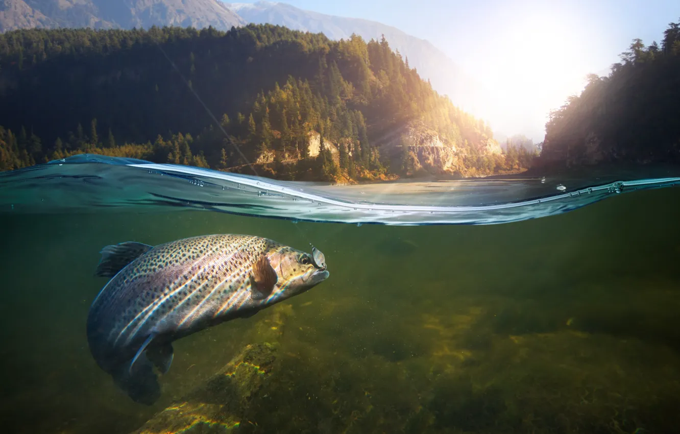 Photo wallpaper underwater, nature, water, fish, Fishing