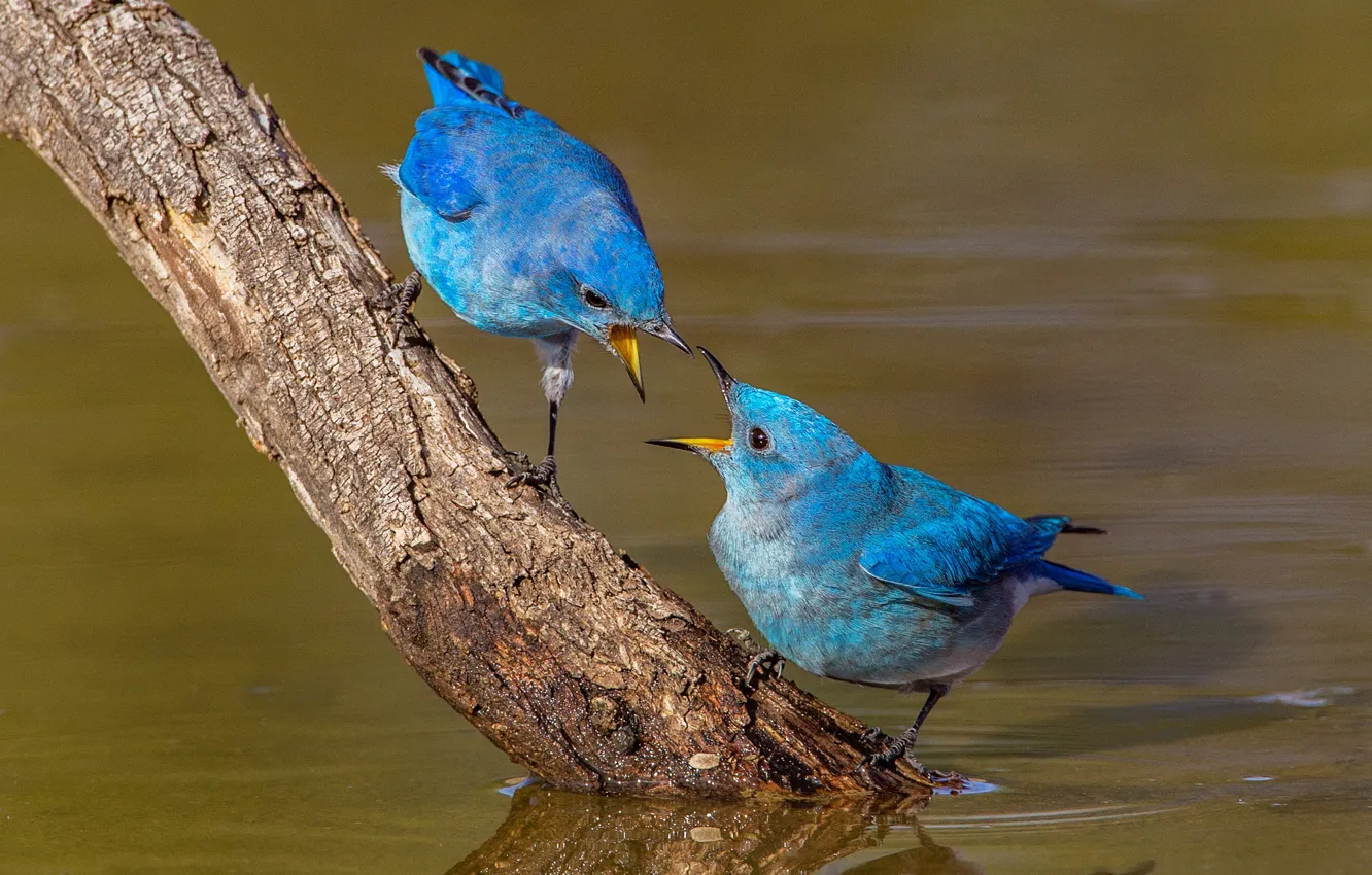 Photo wallpaper water, birds, nature, branch, beak, pair, blue sialia
