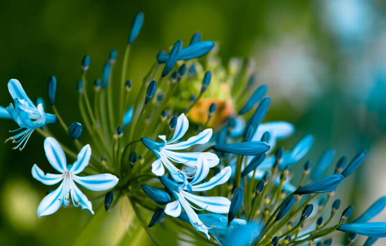Photo wallpaper leaves, macro, flowers, petals, stem, blue, buds