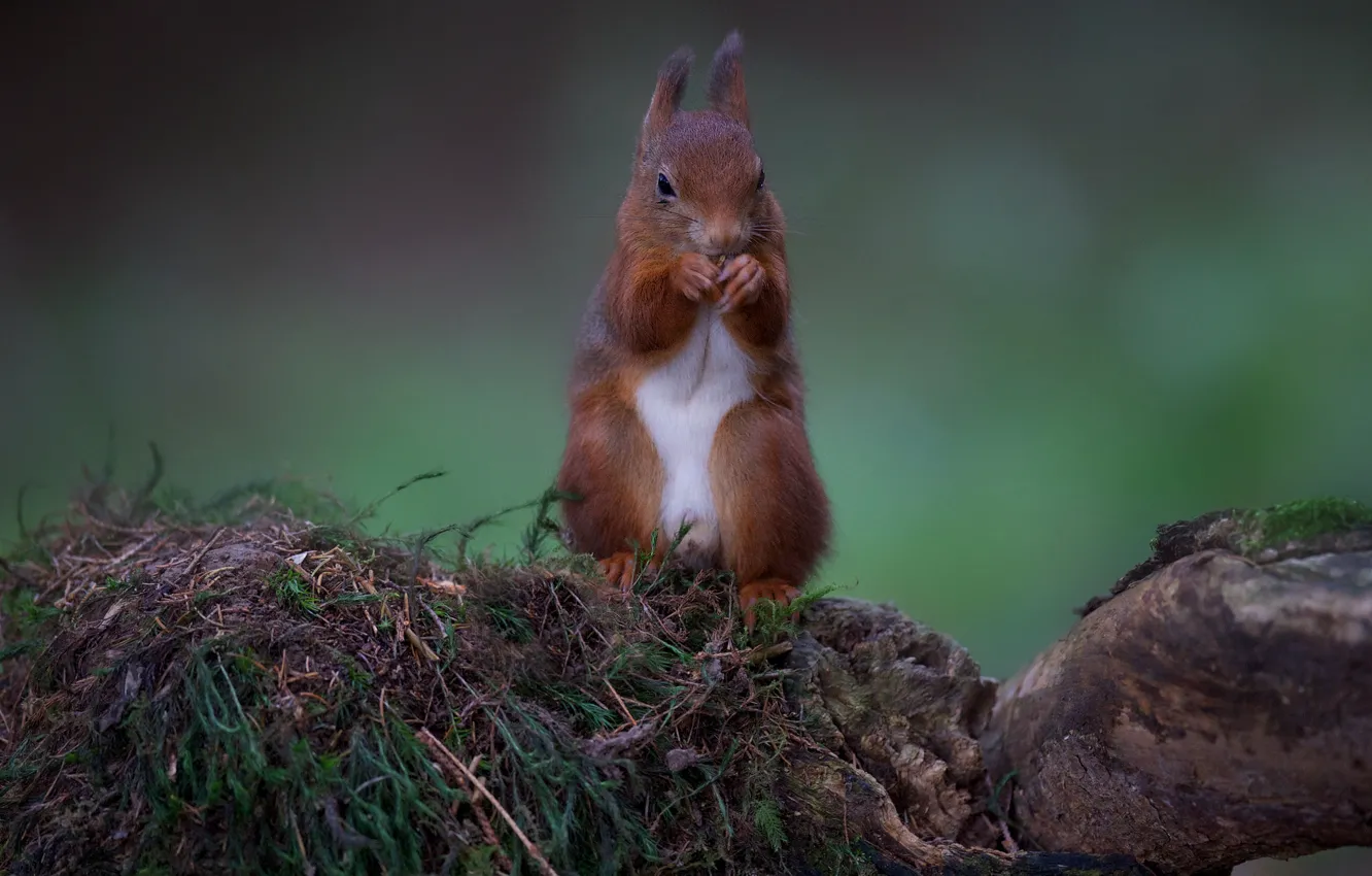 Photo wallpaper stones, moss, ate, protein, red