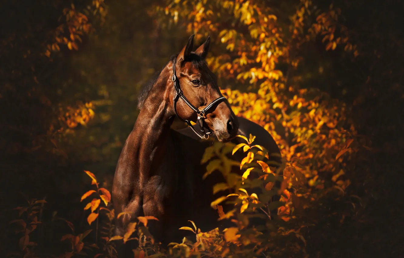 Photo wallpaper autumn, look, face, leaves, light, branches, nature, horse
