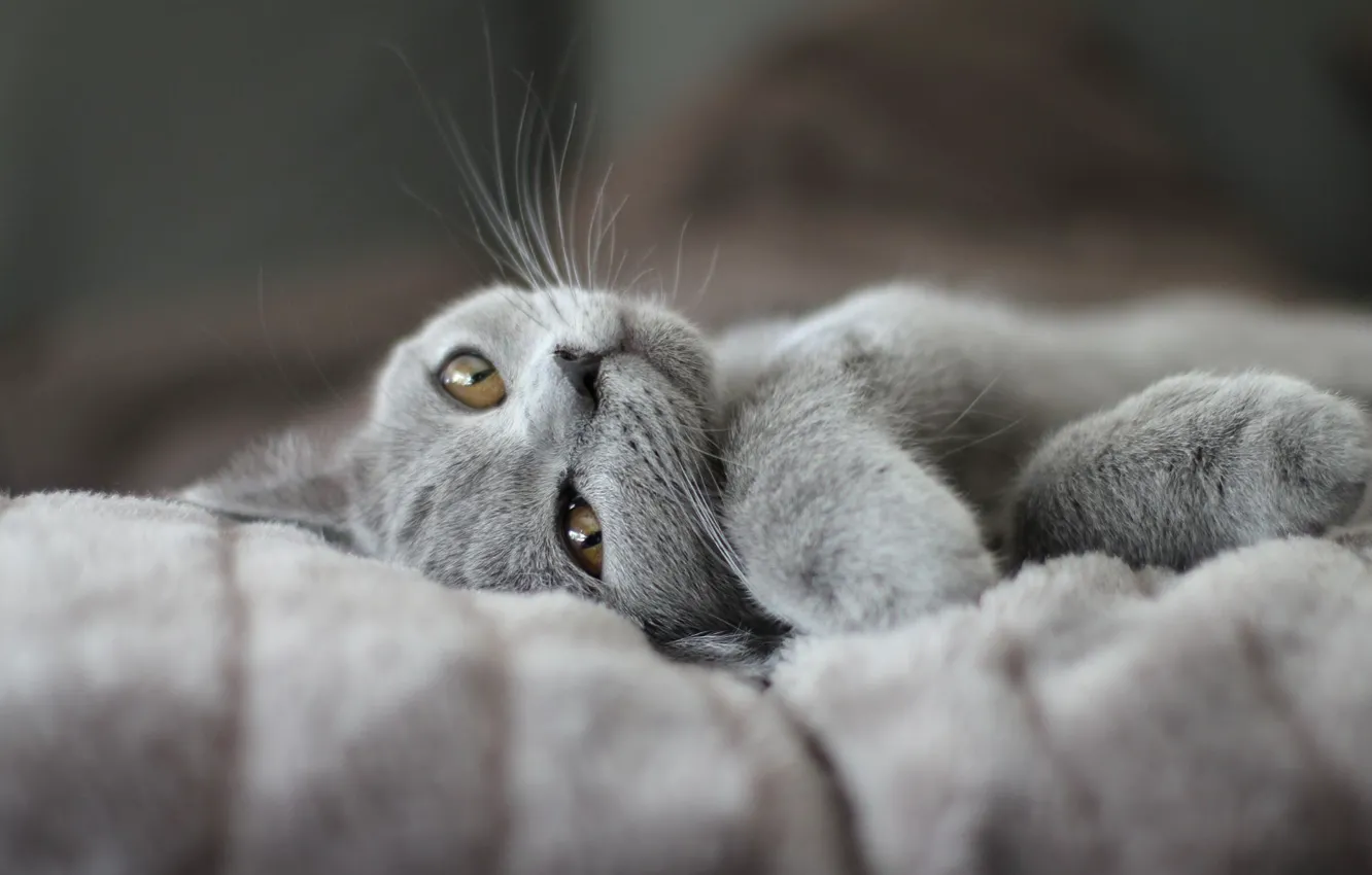 Photo wallpaper cat, pose, kitty, grey, legs, blanket, muzzle, lies