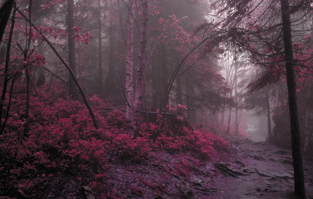 Photo wallpaper road, forest, purple
