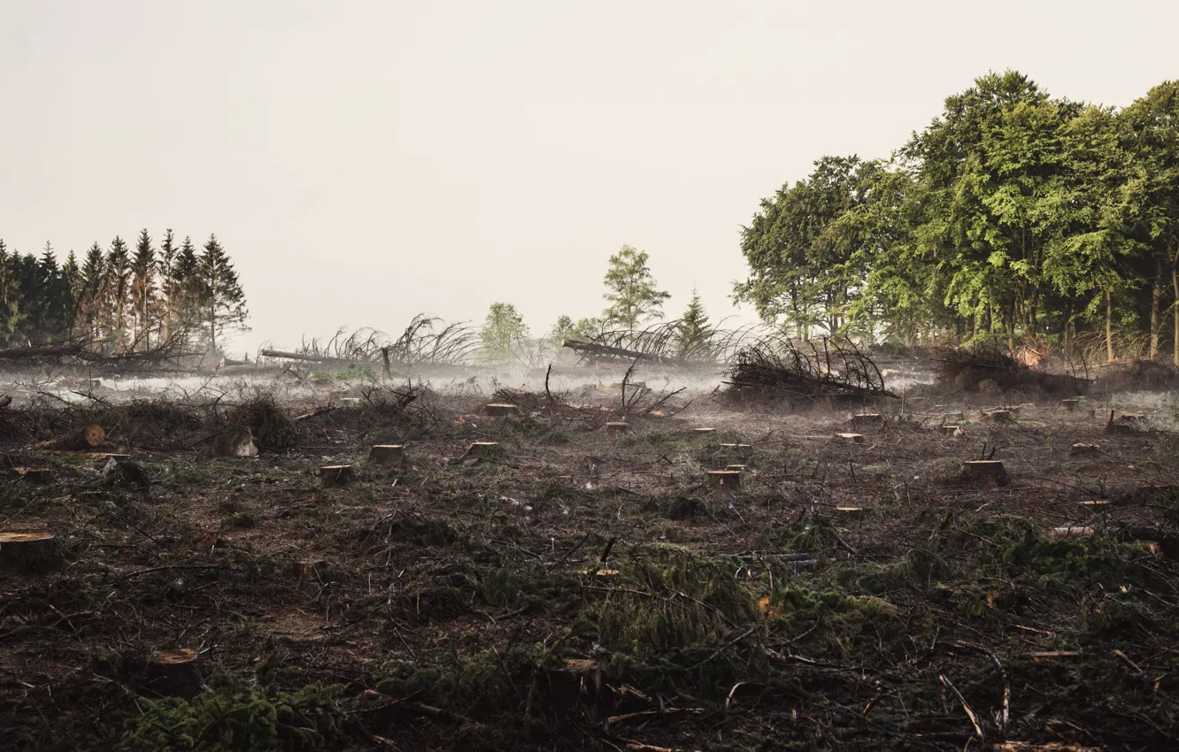 Photo wallpaper forest, nature, fog