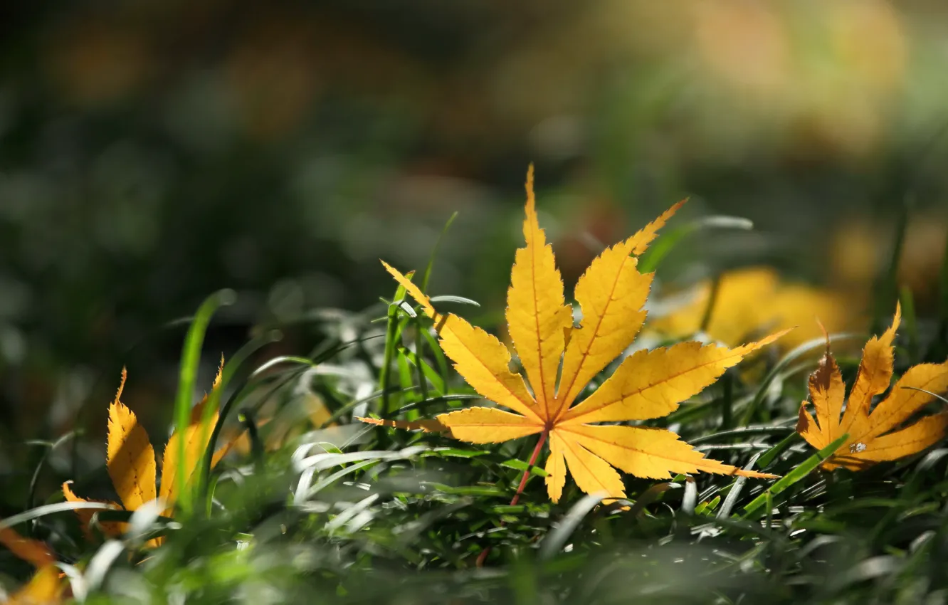Photo wallpaper autumn, leaves, nature