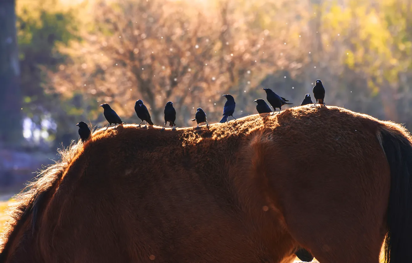 Photo wallpaper summer, horse, bird, horse