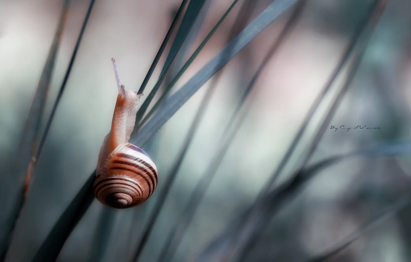 Photo wallpaper grass, macro, snail