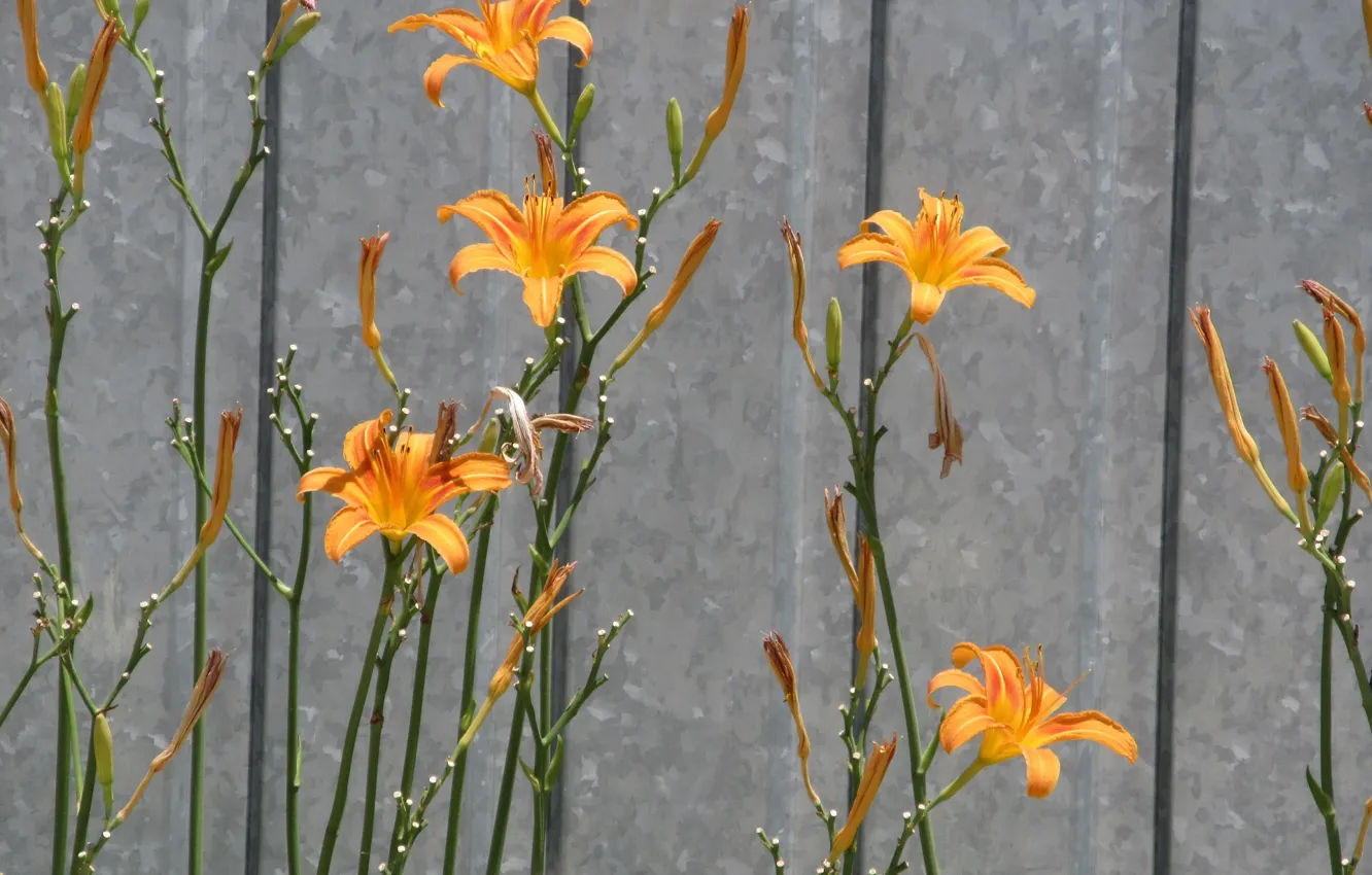 Photo wallpaper flowers, red, the daylilies, spring 2018, Mamala ©