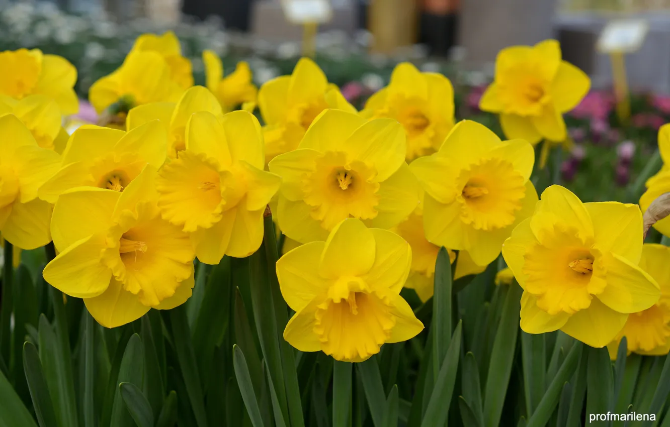 Photo wallpaper yellow, petals, flowering, daffodils