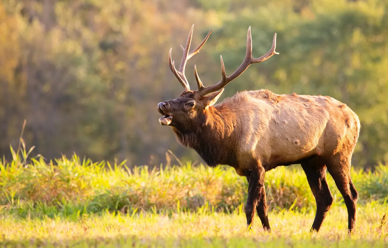 Photo wallpaper field, autumn, forest, grass, light, nature, background, deer