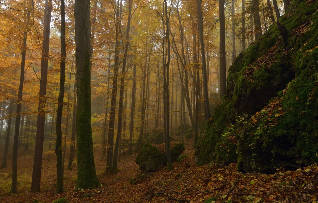 Photo wallpaper autumn, forest, trees, nature, stones, moss, Niklas Hamisch