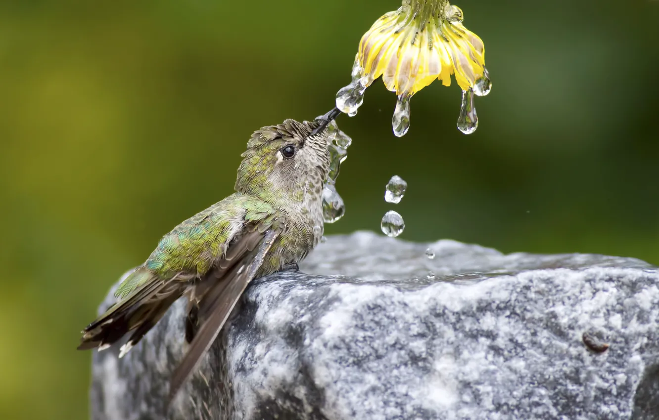 Photo wallpaper flower, water, drops, nature, bird, stone, Hummingbird