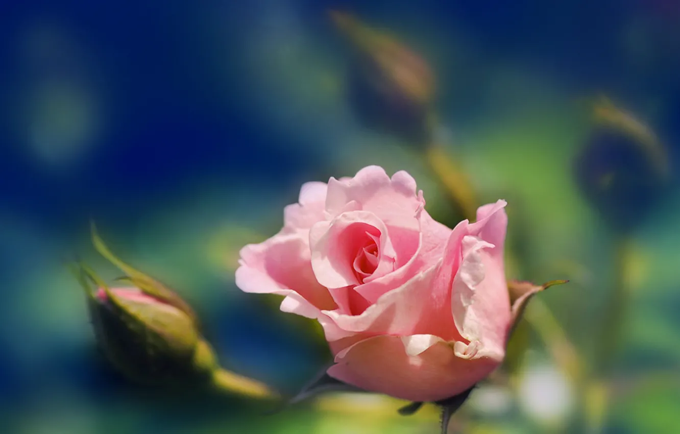 Photo wallpaper rose, blur, Bud, Pink