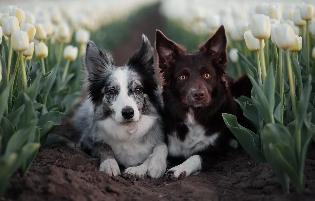 Photo wallpaper field, look, flowers, nature, pose, each, together, dog
