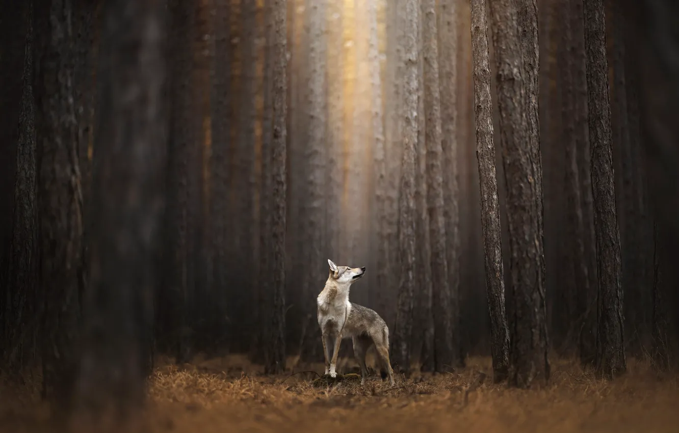 Photo wallpaper Volkosob, pose, dog, nature, wolf dog, wolf dog is a sarloos passed away, forest, pine