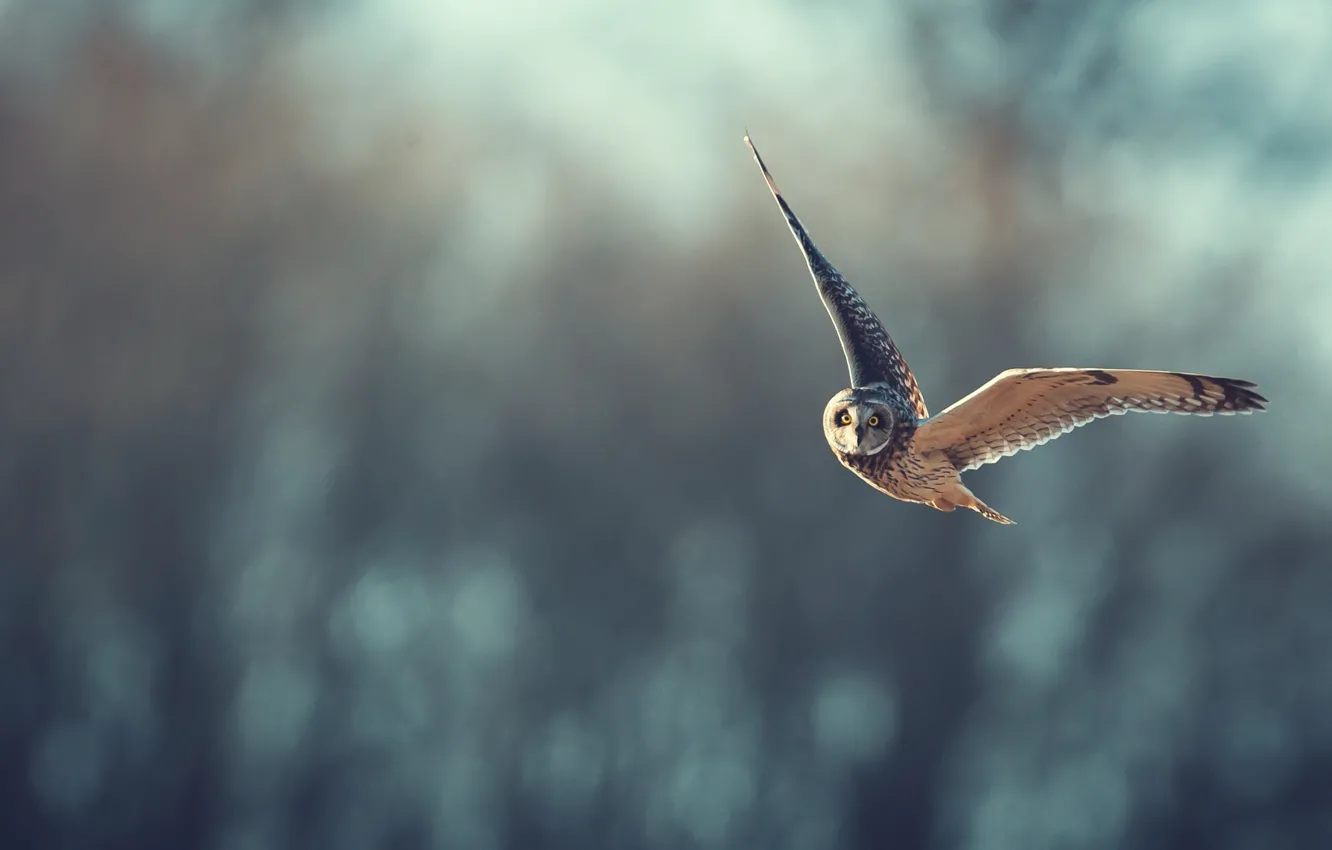 Photo wallpaper owl, flight, bokeh