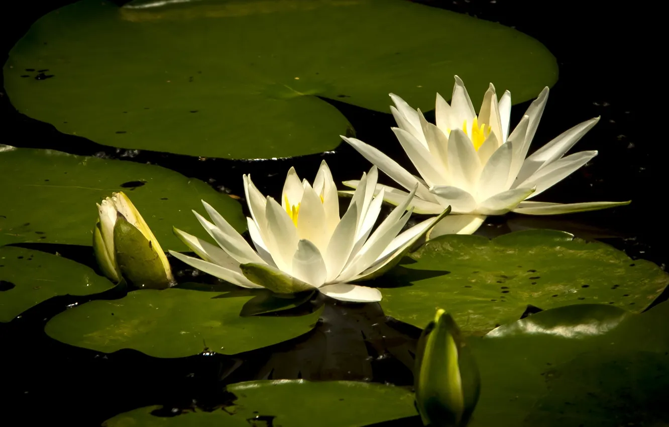 Photo wallpaper leaves, flowers, white, water lilies