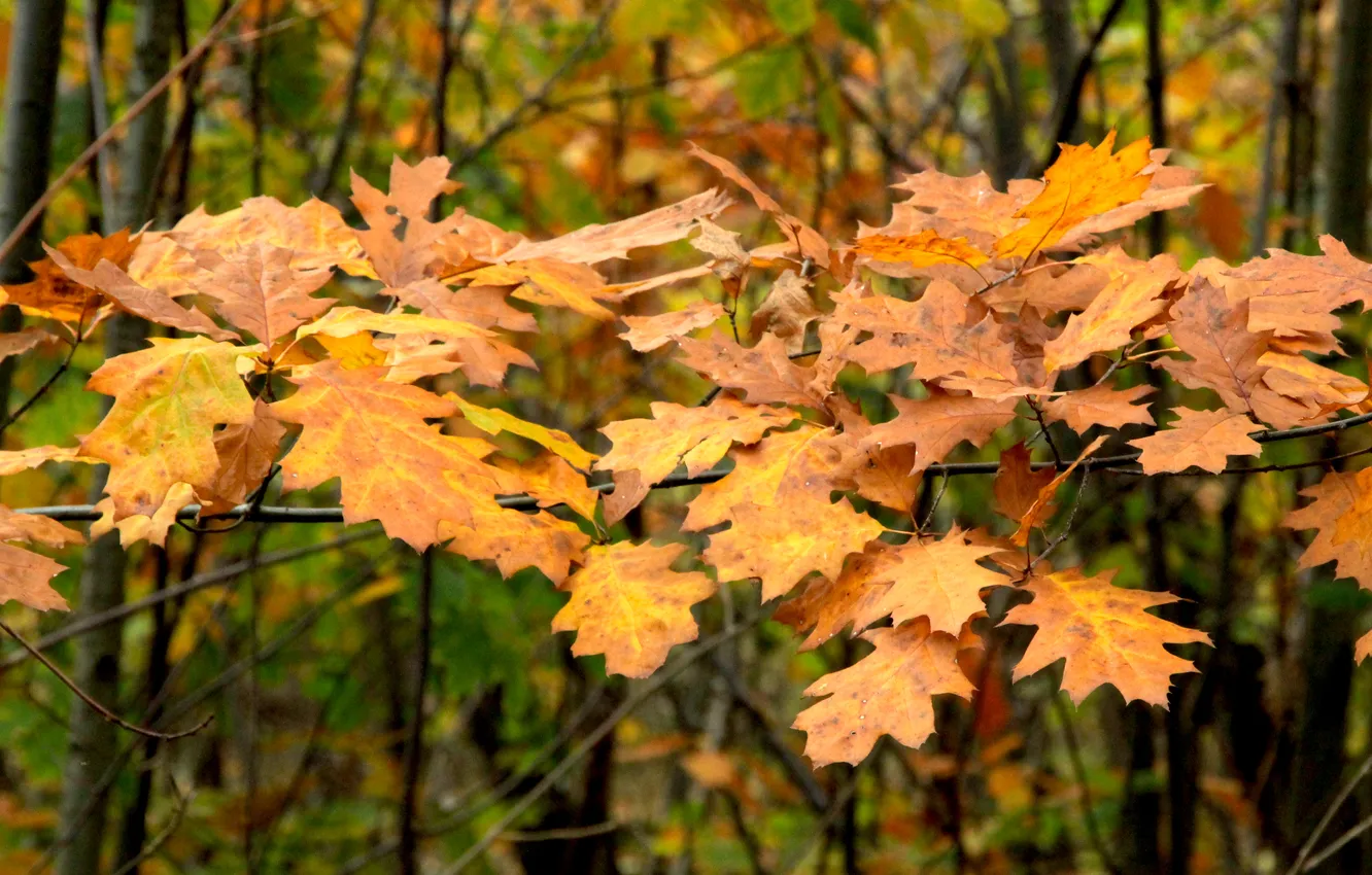 Photo wallpaper autumn, leafs, fall, twig