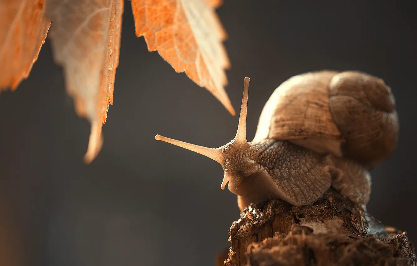 Photo wallpaper macro, snail, horn