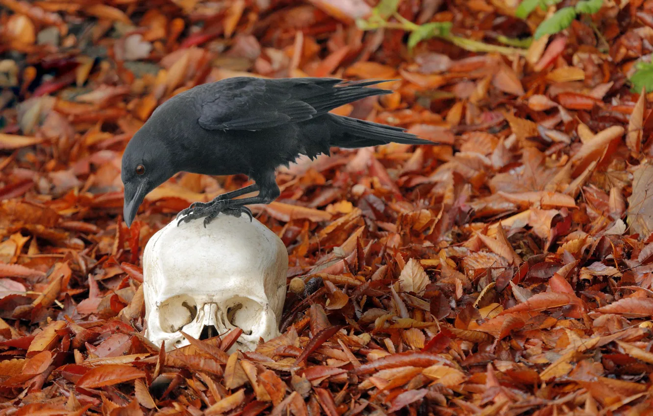 Photo wallpaper autumn, skull, crow