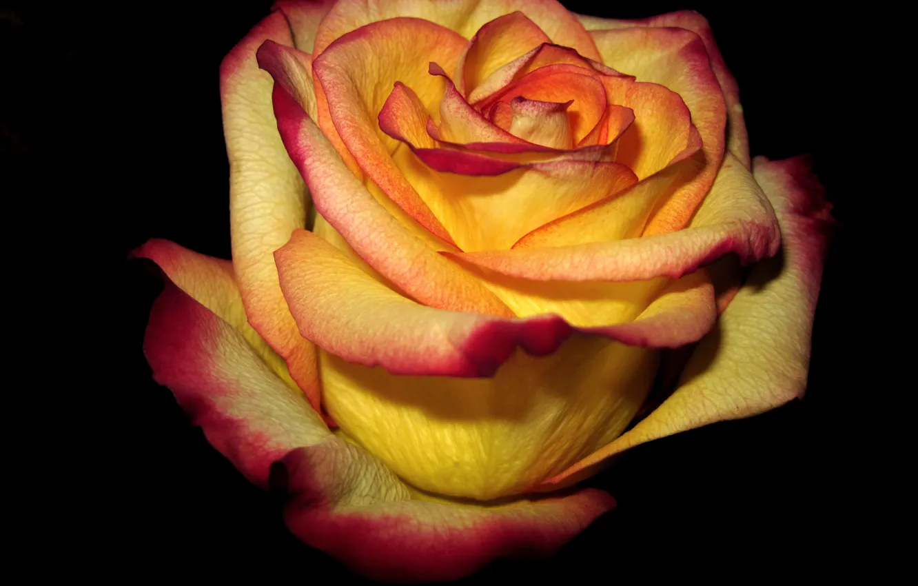 Photo wallpaper yellow, red, background, dark, roses, edge