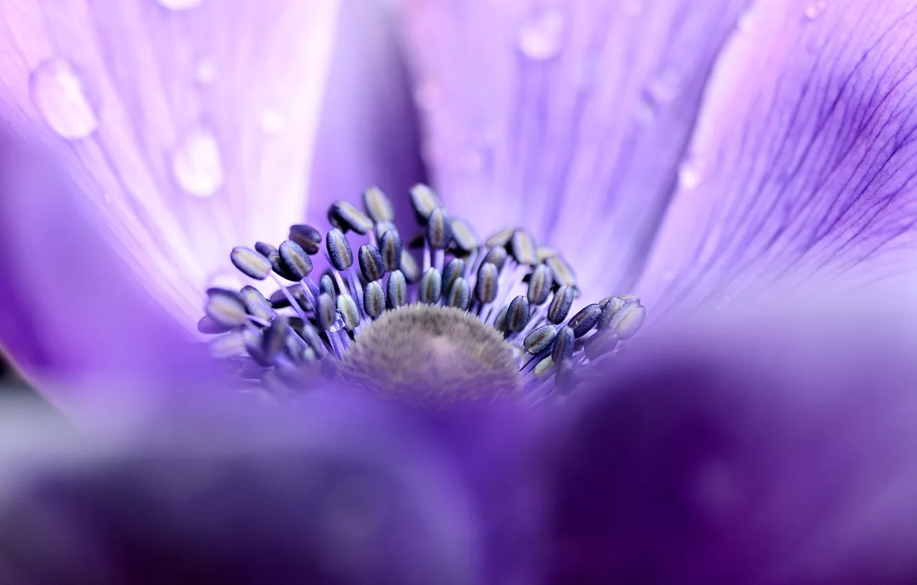 Photo wallpaper macro, flowers, droplets, Rosa, focus, petals, lilac, anemones