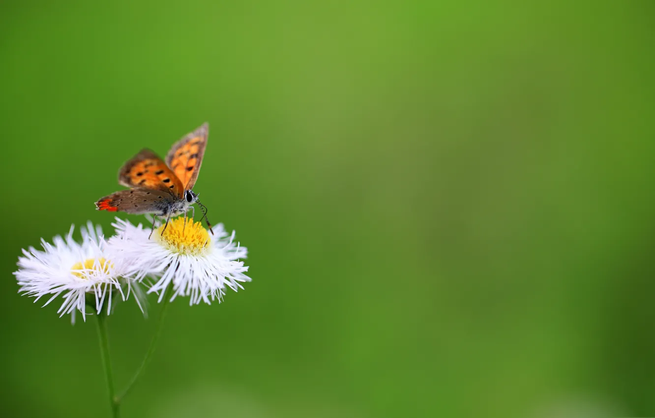 Photo wallpaper flowers, butterfly, moth