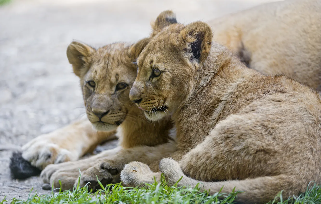 Photo wallpaper grass, cats, pair, the cubs, cubs, ©Tambako The Jaguar