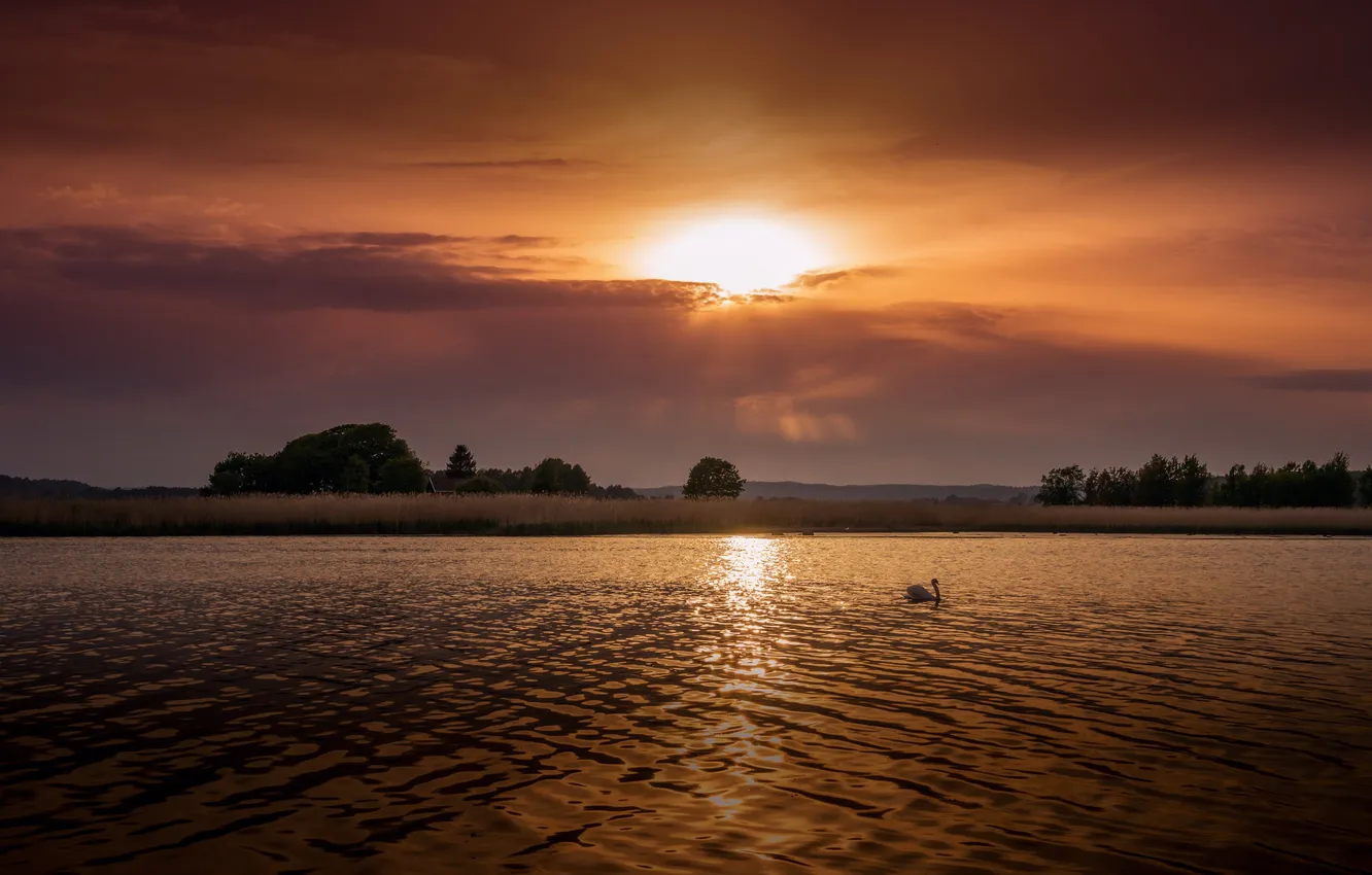 Photo wallpaper landscape, sunset, lake, swans