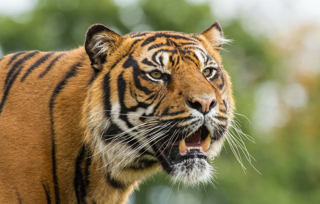 Photo wallpaper cat, look, face, tiger, Sumatran