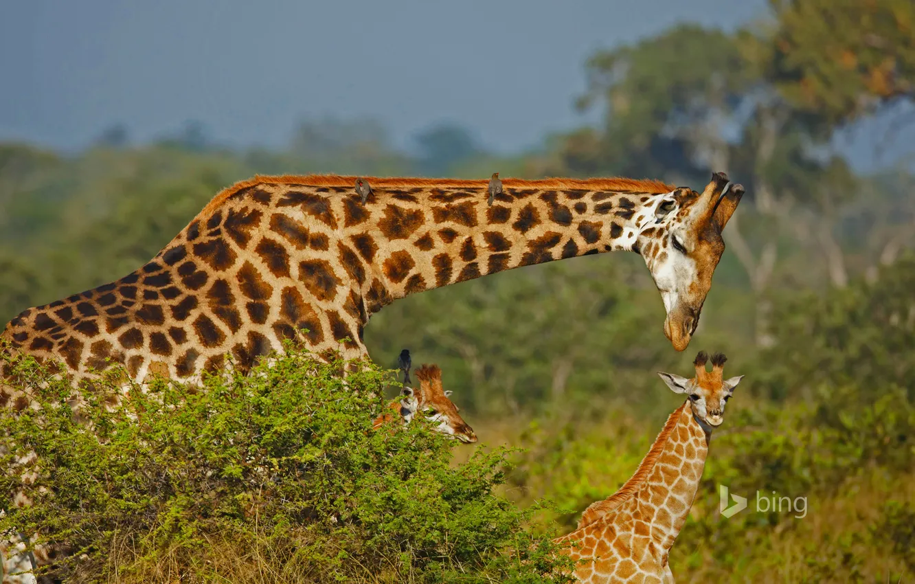 Photo wallpaper family, giraffe, Africa