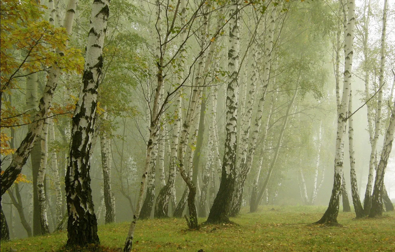 Photo wallpaper grass, nature, fog, birch