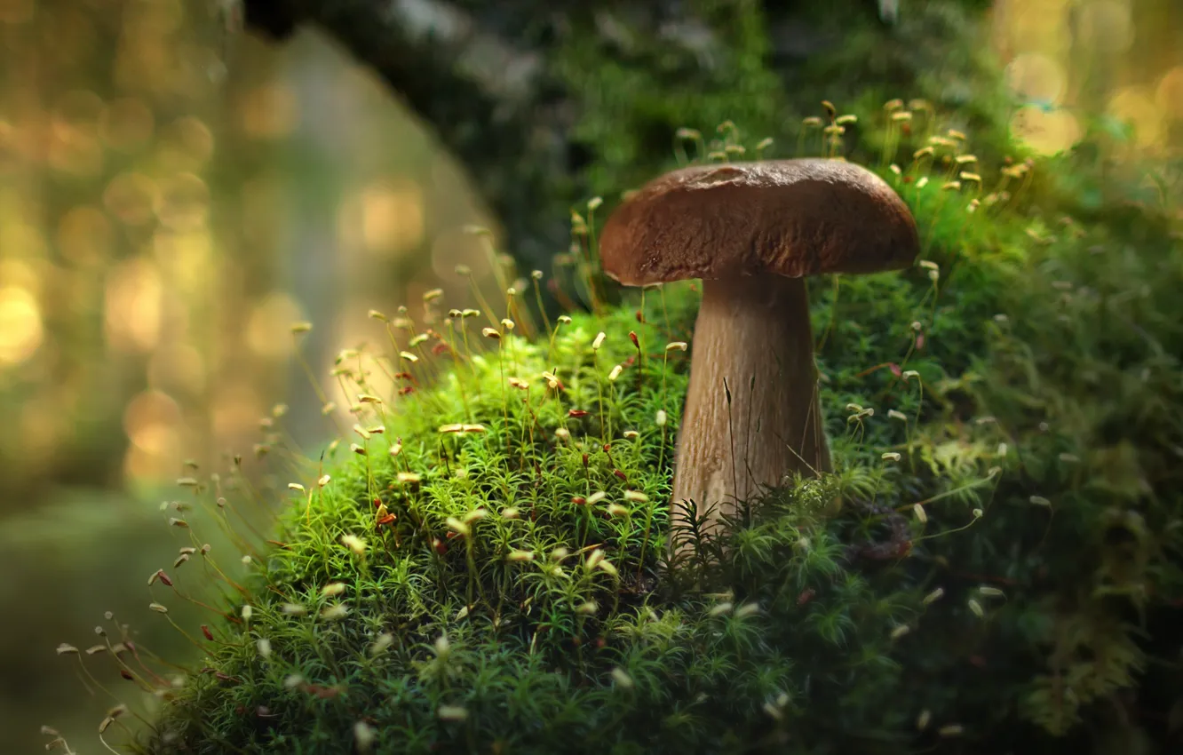 Photo wallpaper macro, mushrooms, moss
