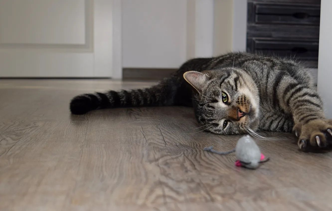 Photo wallpaper cat, cat, look, pose, grey, room, toy, the game