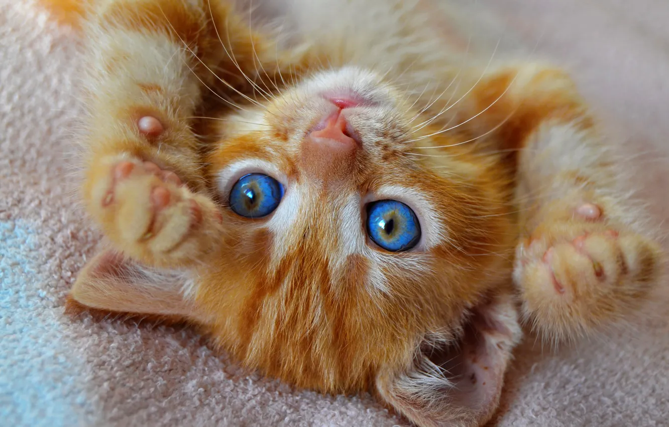 Photo wallpaper eyes, cat, kitty, legs, blue, cute, lies