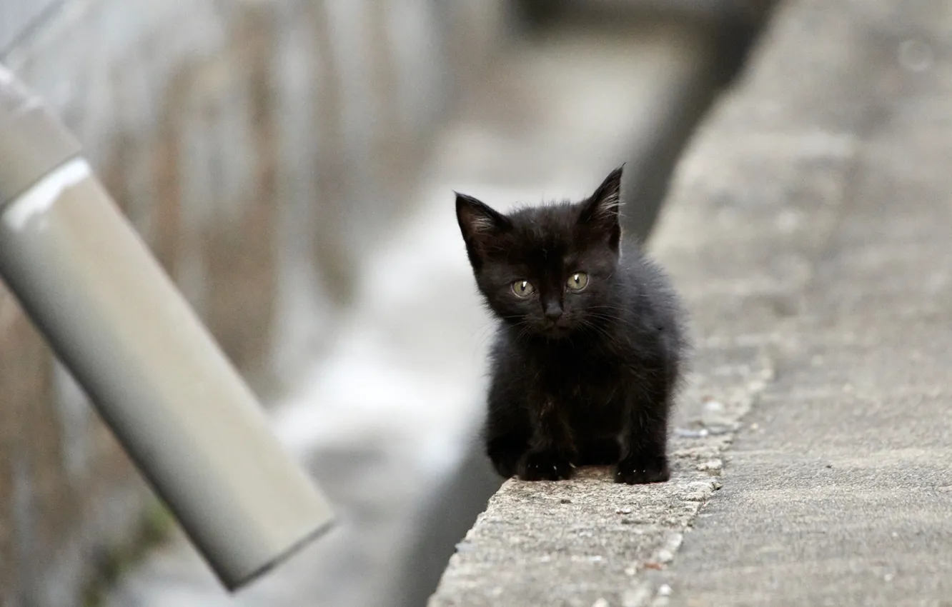 Photo wallpaper black, baby, kitty
