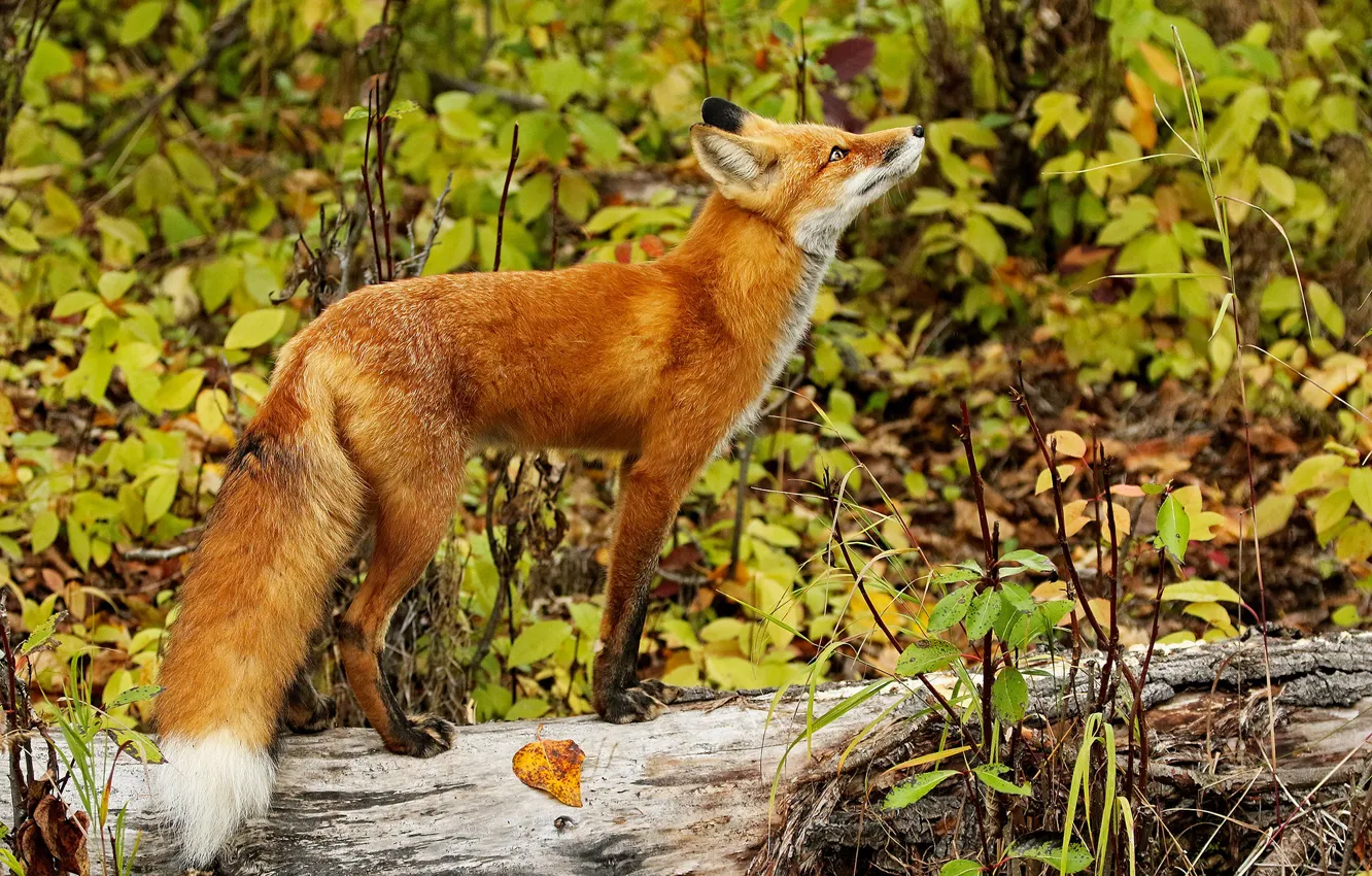 Photo wallpaper autumn, look, leaves, pose, thickets, foliage, Fox, profile