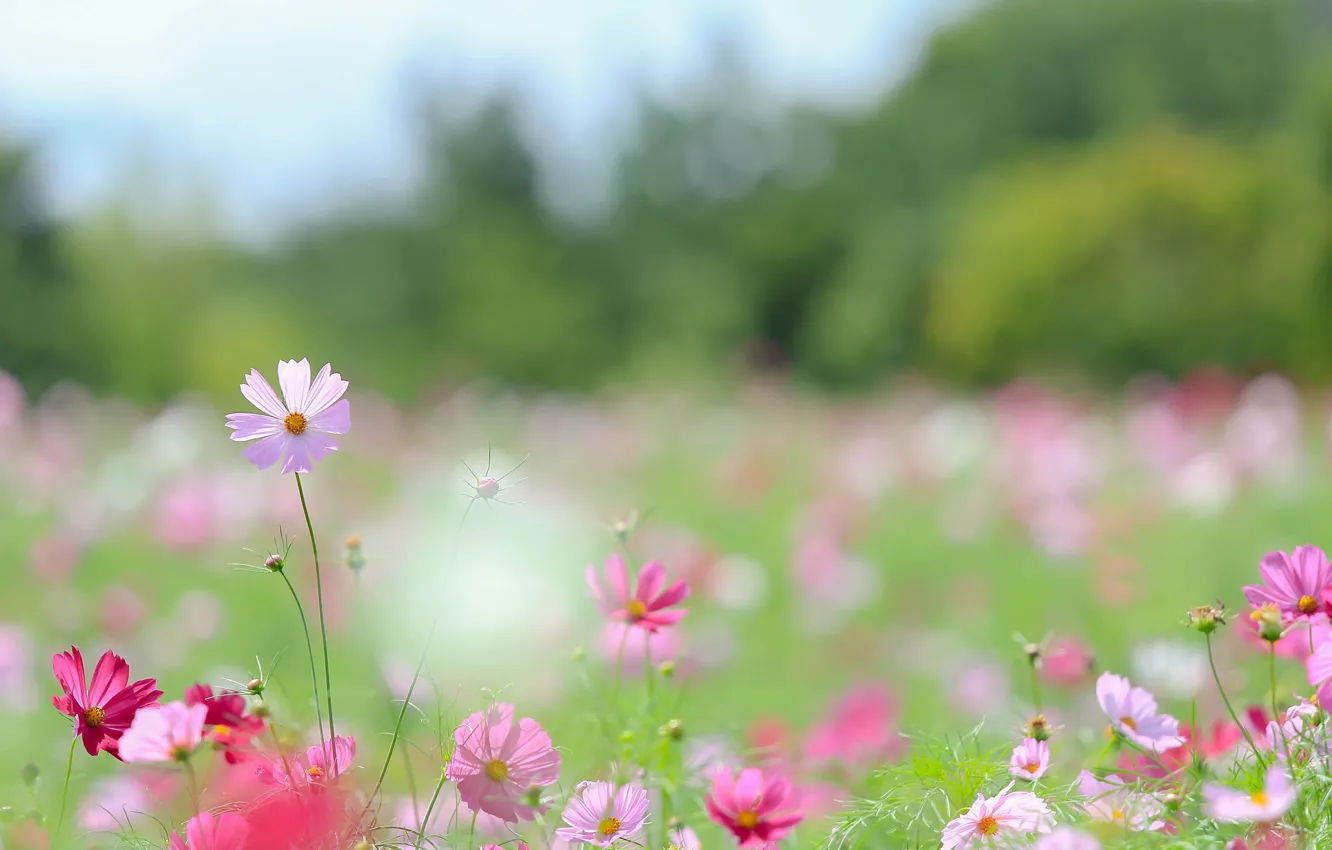 Photo wallpaper field, the sky, flowers, plant, meadow