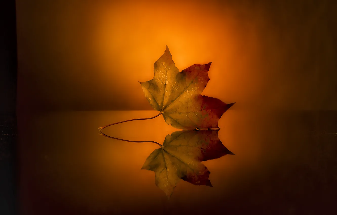 Photo wallpaper surface, sheet, reflection, background, autumn