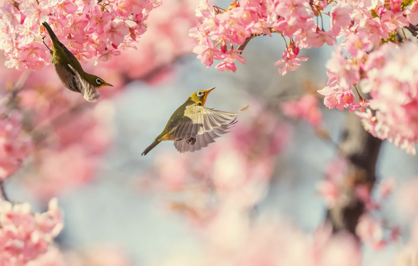 Photo wallpaper light, flight, flowers, branches, cherry, bird, spring, Sakura