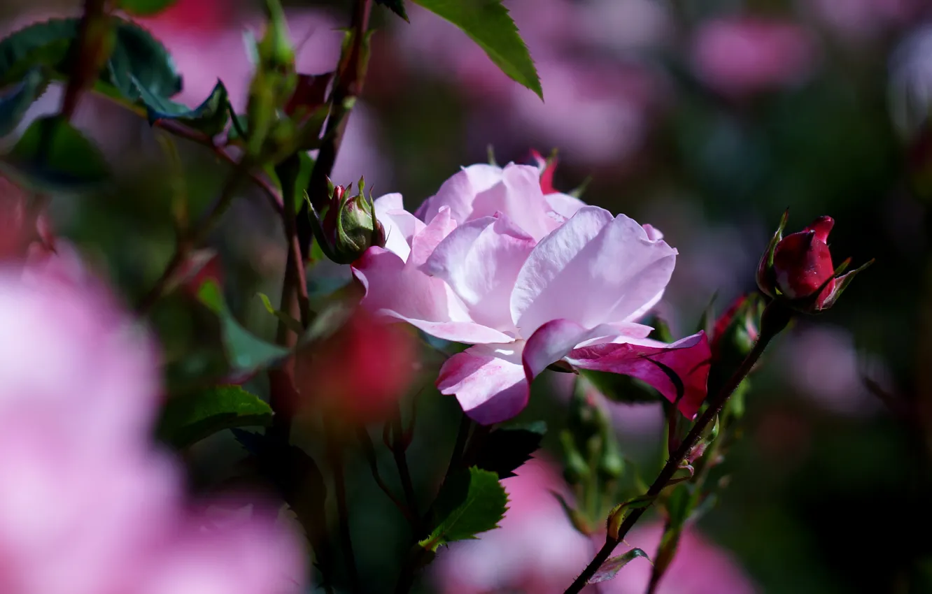 Photo wallpaper leaves, light, flowers, branches, roses, petals, garden, buds