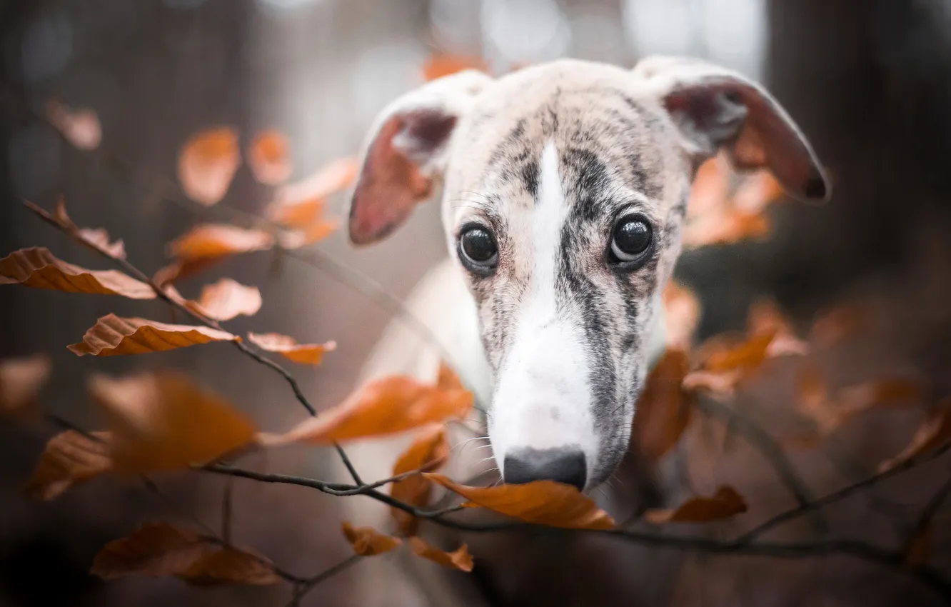 Photo wallpaper look, nature, pose, dog, face