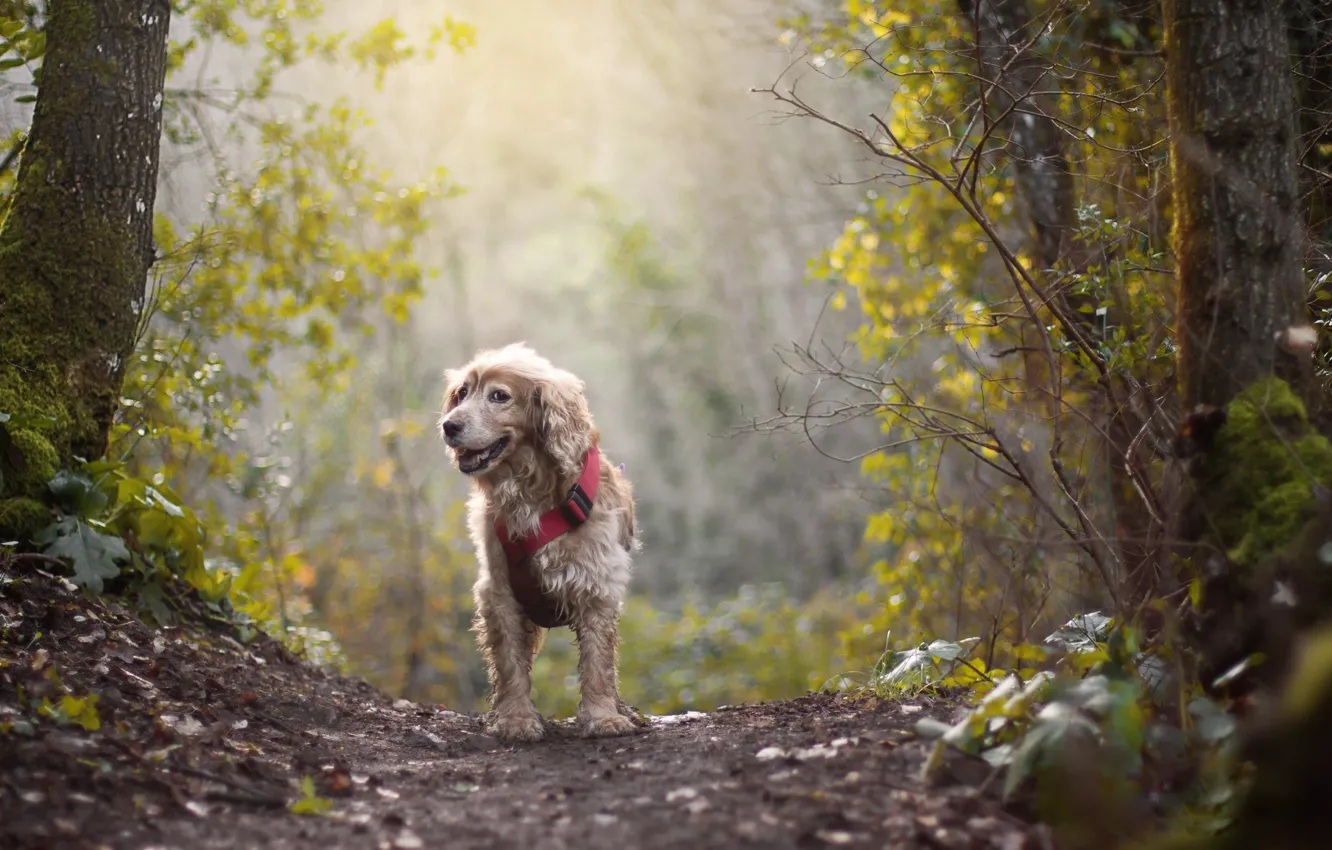 Photo wallpaper forest, the sun, the way, dog