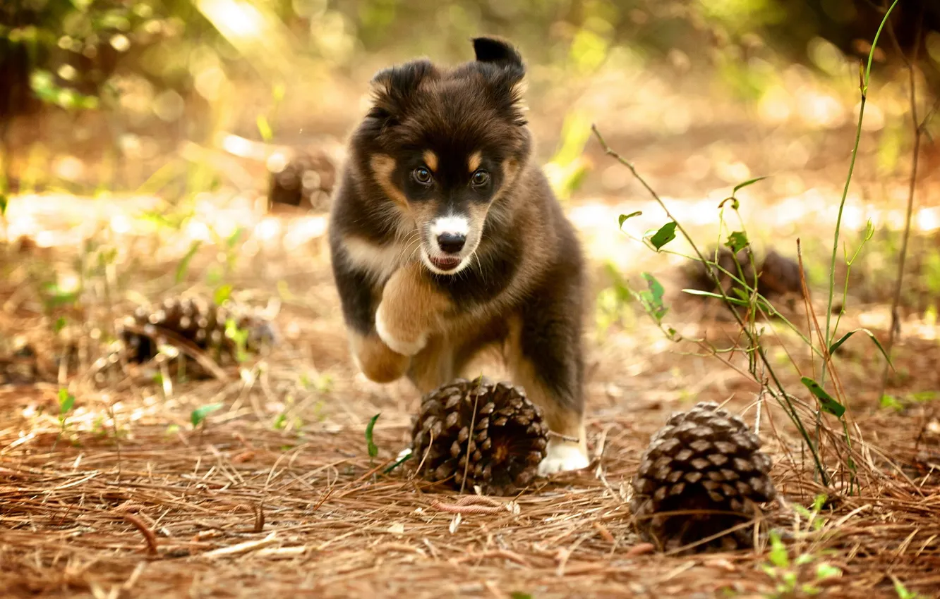 Photo wallpaper nature, dog, puppy, bumps