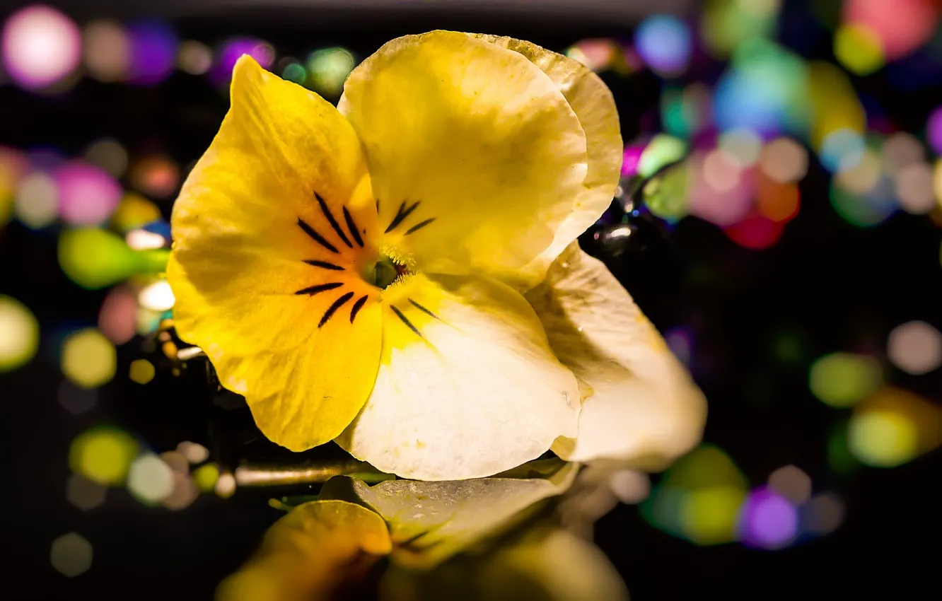 Photo wallpaper flowers, flower, bokeh