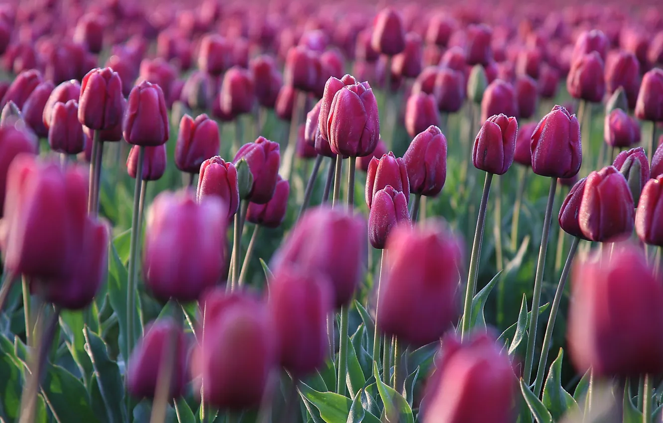 Photo wallpaper field, drops, flowers, Rosa, spring, tulips, pink, buds